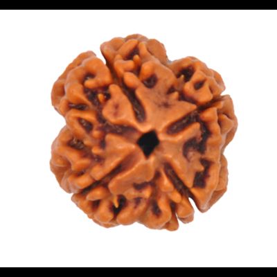 4 Mukhi Rudraksha